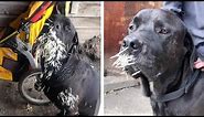 Dog Gets 500 Quills Removed After Being Attacked By Porcupine