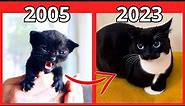 Evolution of Maxwell the Cat Meme 🐱