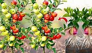 Best Idea!!! Great Unique Skill How to Growing Apple fruit and pear fruit With Red onion Eggs to be single tree,How to Grafting