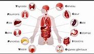 Les principaux organes du corps humain et leurs rôles
