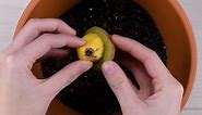 Grow your own fruit hybrids!