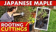How to Root Japanese Maple Tree Cuttings | Acer palmatum 'Orangeola' Propagation
