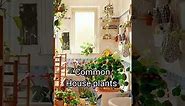 Common House Plants