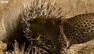 The defensive spines of a porcupine