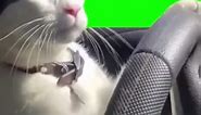 [GREEN SCREEN] Cat driving a car Meme Template