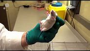Tail handling and scruff handling of mice (one hand only)