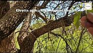 Ehretia anacua / Sandpaper tree