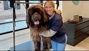 The BIGGEST dog I've ever done | Grooming a Newfoundland Dog