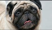 Exploring the Adorable World of Pug Mix Breeds