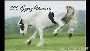 500 Amazing Gypsy Vanner Horses