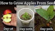 How To Grow Apple Tree From Seed (WITH FULL UPDATES)