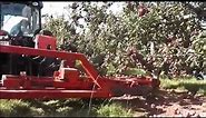 Shaking and harvesting of juicing apples
