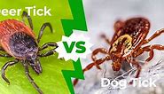 Deer Tick vs Dog Tick