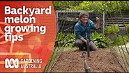 How to grow watermelon varieties in a small space | Growing Fruit and Vegies | Gardening Australia