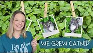 Growing Catnip From Seeds - Sharing our results as first time growers.