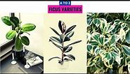 Ficus Varieties A to Z