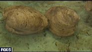 Long Island hard clam population rebounds