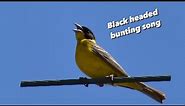 Black headed bunting song / Emberiza melanocephala / Αμπελουργός | Kos ,Greece