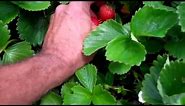 Pests in your Strawberries