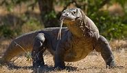 10 Incredible Komodo Dragon Facts