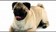 Pug | Dogs 101