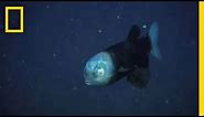 A Fish With a See-Through Head and Rotating Eyes | National Geographic