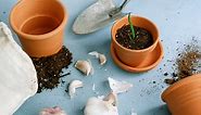 Learn How to Grow Garlic Indoors