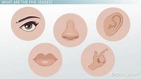 The 5 Senses | Organs, Functions & Examples