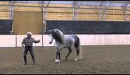 Mystique's Padrino - Andalusian Stallion at Liberty