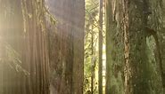 Fog Drip in the Redwood Forest