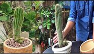 HOW TO REPOT Tall & Spiky CACTUS