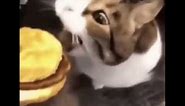 here K-I-T-T-Y u can has cheese burger