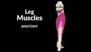 Muscles of the Leg (Division, Origin, Insertion, Functions)