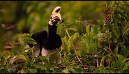 Hornbills Pluck Bats Mid-flight | Eden: Untamed Planet | BBC Earth
