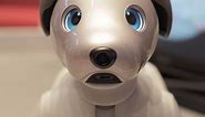 Sony Aibo is the cutest robot you've ever seen