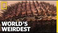 Clams vs. the World | World's Weirdest