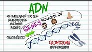 🔬ADN, Gen y Cromosoma DIFERENCIAS🔬 [Fácil y Rápido] | BIOLOGÍA |