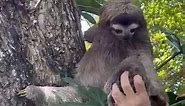Mother and child reunion: Baby sloth reunites with mom