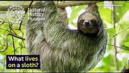 Why does algae grow on sloths? | Surprising Science