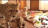 Toddlers Live With Cheetahs Video: 'Cheetah House' Documentary Follows S. African Family