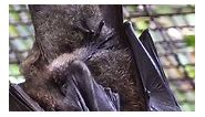 Adorable baby bat cuddles with mum 🦇