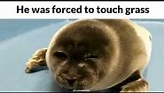 Crying seal meme (He was forced to touch grass)
