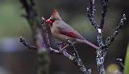 Spiritual Meaning Of Bird Landing On Head - CHURCHGISTS.COM