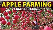 Apple Farming (Complete Guide) | Planting, Growing, Care, Harvesting | Apple Cultivation