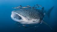 The 10 Biggest Fish in the World
