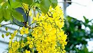 Cây osaka hoa vàng - Công ty cây xanh Hồng Dương