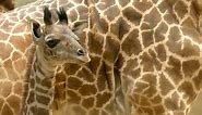 Baby giraffe at LA zoo makes his first official outing – video