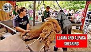 Llama & Alpacas Shearing