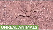 Six-eyed sand spider buries itself for cover