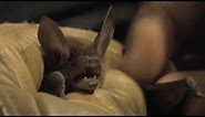 Discovering Rare Bat Species | Jungle Nights | BBC Earth